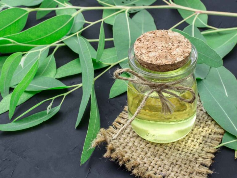 eucalyptus oil